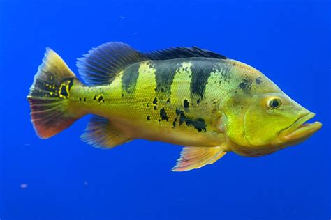 peacock bass fish